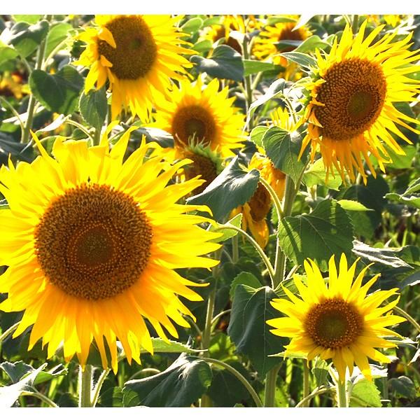 横長 額縁 ひまわり 写真 アート パネル 風景 グラフィック 玄関 モダン 額付 フォト インテリア 壁飾り おしゃれ 絵画 B900 03 024 アートパネル専門店 Pengiiino 通販 Yahoo ショッピング