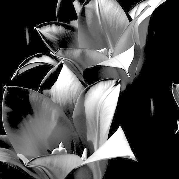 横長アートパネル 花 モノクロ チューリップ 白黒写真 絵画 ポスター 飾る 額縁 デザイン インテリア おしゃれ B900 03 075 アートパネル専門店 Pengiiino 通販 Yahoo ショッピング