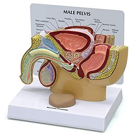 Male　Pelvis　Model　of　Body　Separate　Anatomy　Replica　w　Male　Pelvis　Human　Pr