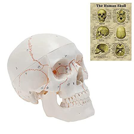 MIIRR 解剖学的番号付き頭蓋骨モデル、3パーツ、医療品質、ライフサイズ、取り外し可能な人間の成人頭蓋骨解剖学的モデル