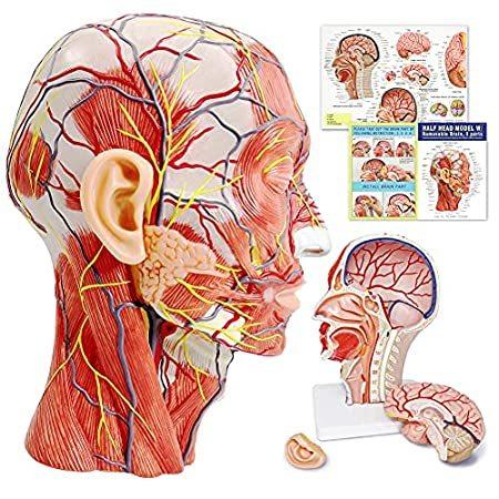 Human Half Head Superficial Neurovascular Musculature Model with Removable｜pennylane2022