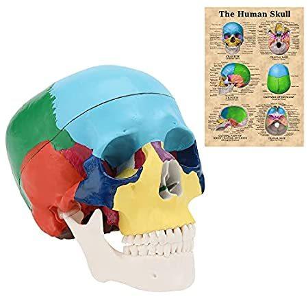 MIIRR Life Size Colorful Human Skull Model -Skeleton Head Skull Model -Incl