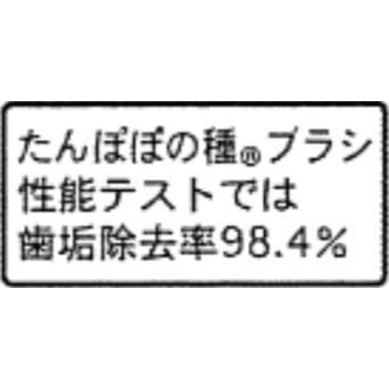 たんぽぽの種 ３６０度ぐるっと丸い歯ブラシ 極細毛 (成人用 4本セット 2022年版新色)｜pepe-shop｜02