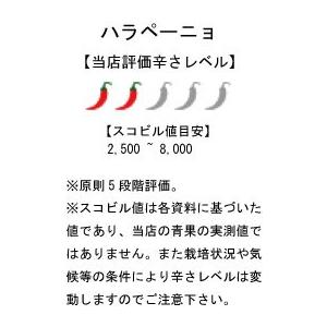 国産 生唐辛子 ハラペーニョ グリーン 500g 冷凍品 千葉県産|pepperfriends|02