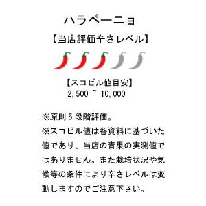 国産 生唐辛子 ハラペーニョ グリーン 500g 冷凍品 千葉県産