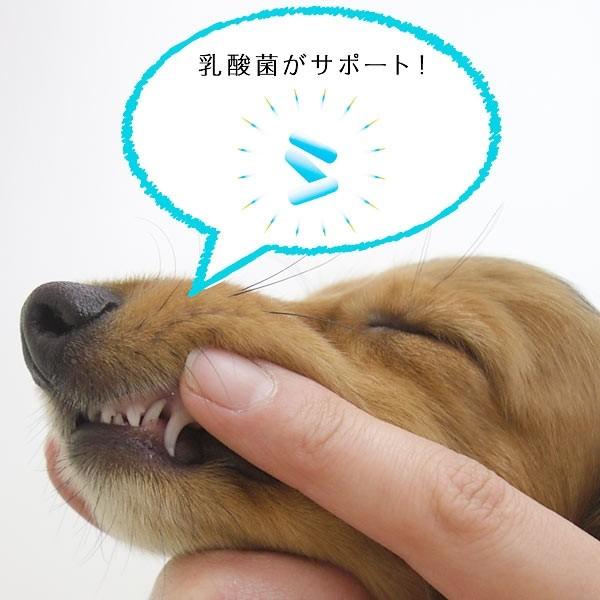 犬 歯 猫 歯 コスモスラクトデンタルジェル 55g 歯磨き デンタルケア はみがき 乳酸菌 国産 日本｜peppynet｜03