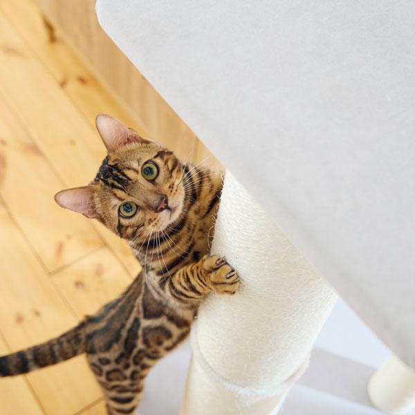 窓辺でまったり日向ぼっこミニタワー 猫 爪とぎ キャットタワー