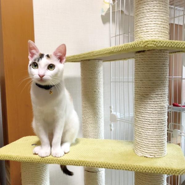 PEPPY キャットタワー ニューペントハウス2 全高135cm 据え置き