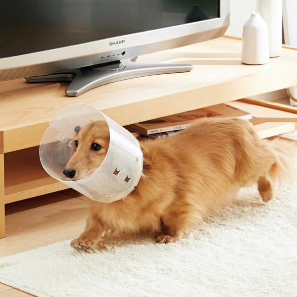 超人気 アニサポ アイガード Sサイズ エリザベスカラー 保護 手術 術後 犬 犬用