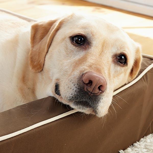 【ペピィ】スマートスクエア防水犬用ベッド(リュクスタイプ) PEPPY 犬 ベッド 抗菌防臭スマートスクエアベッド リュクス M