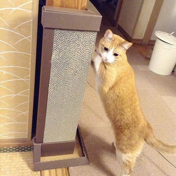 コーナー爪とぎボード 爪とぎ スクラッチ 猫 猫用品 猫用 国産 日本製