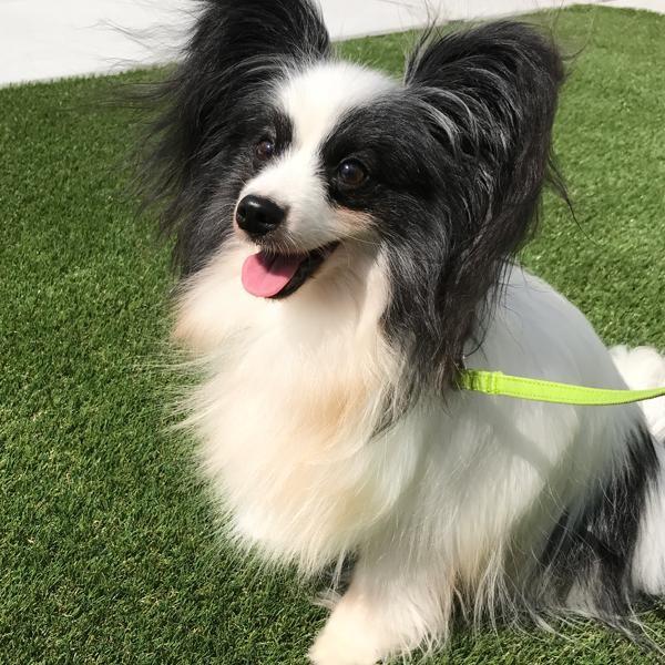 犬 よだれやけきらら 1ml ケア スプレー ヨダレ 汚れ 洗浄 除菌 抗菌 安全 安心 Ra Peppy ペピイ Yahoo 店 通販 Yahoo ショッピング