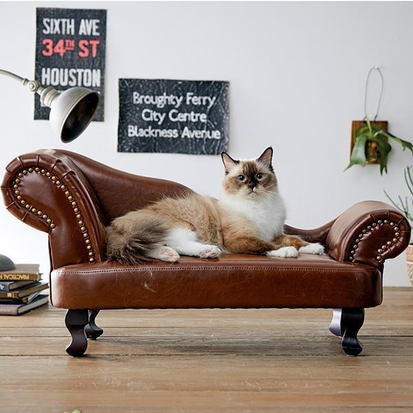 最高 畝間 書き出す ソファ 猫 Musicstand Jp