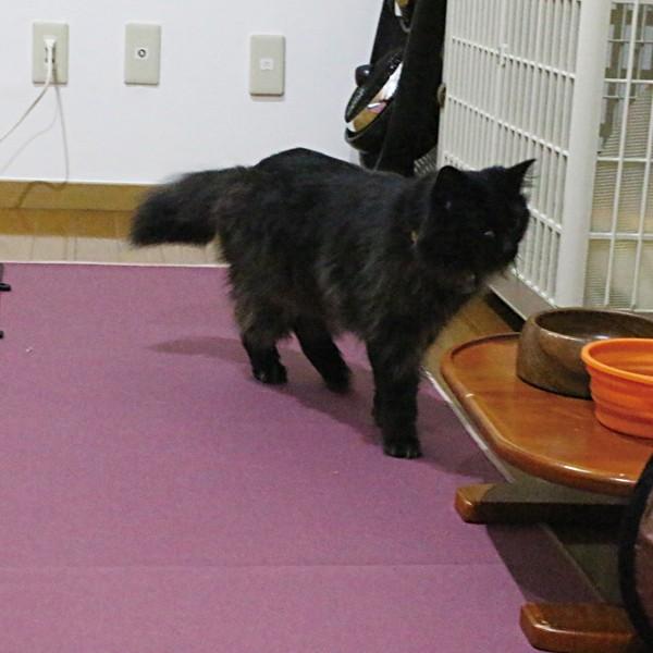 におワン！におニャン！やわらかマルチカバー 約・150×250cm 犬 猫 