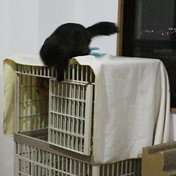 におワン！におニャン！やわらかマルチカバー 約・150×250cm 犬 猫 