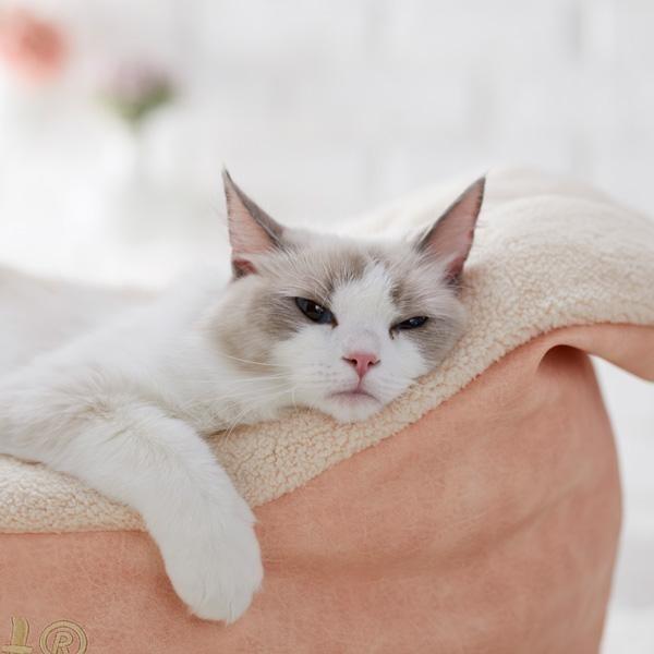 猫 ベッド ボートベッド クラシック ゆったり ふわふわ あったか 秋冬
