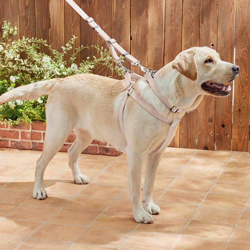 PEPPY（ペピイ） ダブルリングカラー S 犬 カラー 散歩 首輪 お散歩