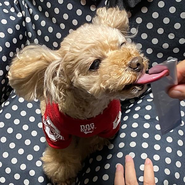 PEPPY（ペピイ） 犬おやつ わんみぃ ささみ 5本 PEPPY LIFE 犬