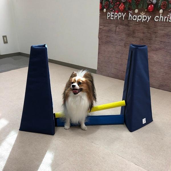 犬おもちゃ Sippole アジリティ ハードル 犬 おもちゃ 室内 遊び トレーニング 運動 健康 ストレス発散 ペット ペピイ PEPPY|peppynet|06