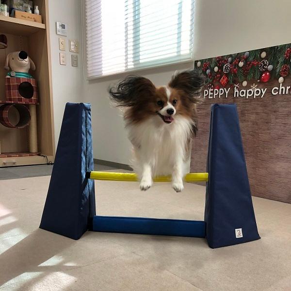 犬おもちゃ Sippole アジリティ ハードル 犬 おもちゃ 室内 遊び トレーニング 運動 健康 ストレス発散 ペット ペピイ PEPPY|peppynet|07