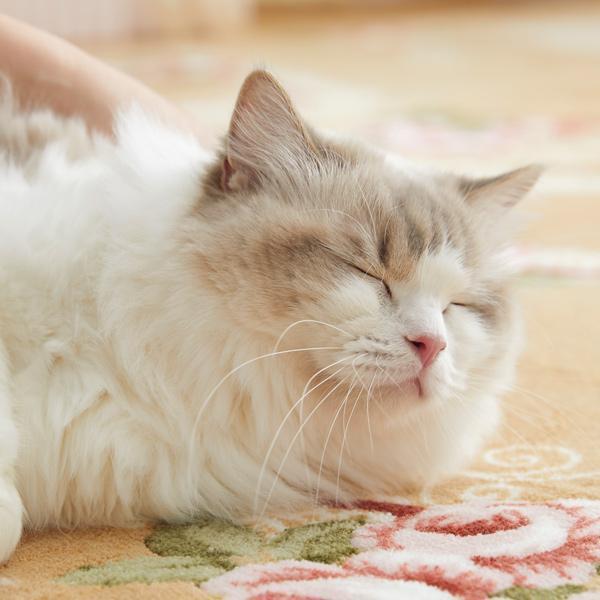 猫 ラグ エレガントレースキャット　抗菌はっ水ラグ 190×240　ねこ マット カーペット インテリア 国産 ペット ペピイ PEPPY 爆買_5