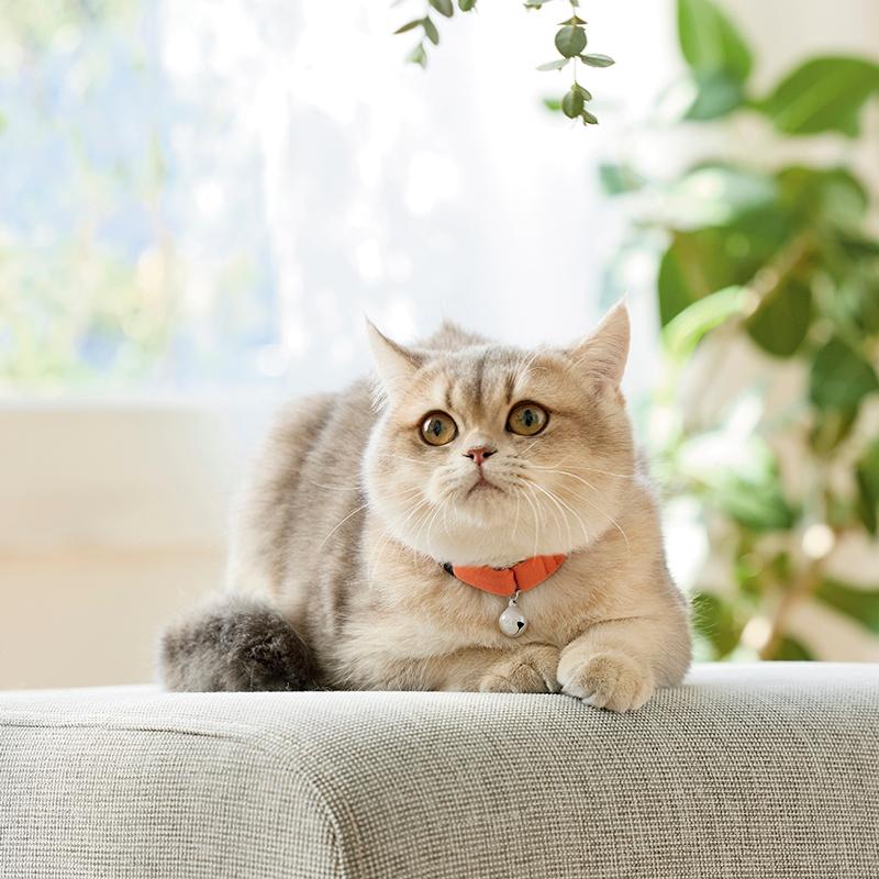 PEPPY（ペピイ） PEPPY LIFE ふわふわのびーる猫首輪 猫 ねこ 首輪