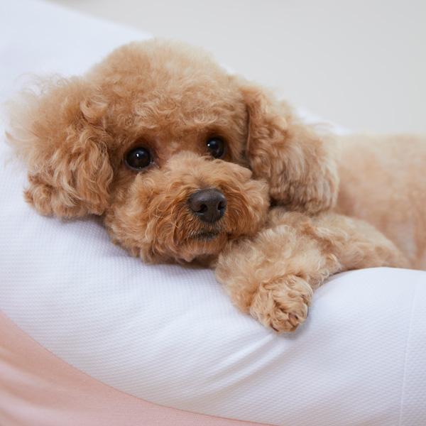 PEPPY（ペピイ） 【セール】 ボートベッド 春夏 : PEPPY ペピイ Yahoo