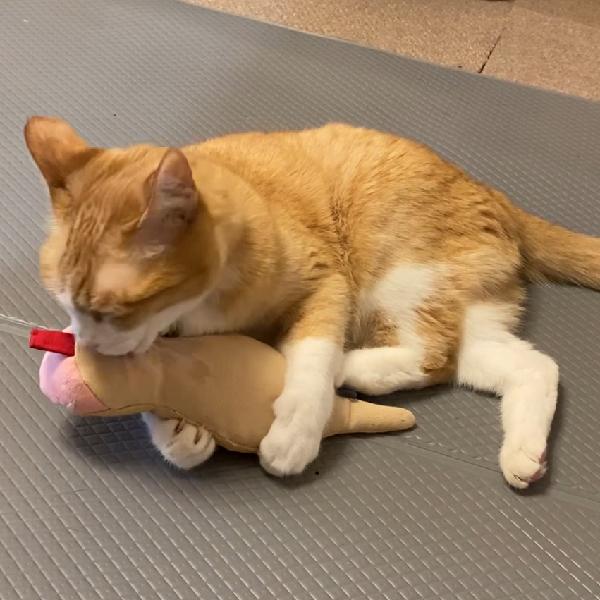 PEPPY（ペピイ） 月刊ムー コラボ 帰ってきたツチノコ キッカー 猫