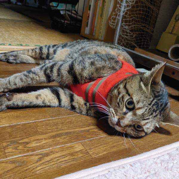 PEPPY（ペピイ） 【 猫 ハーネス 】ハンドルベスト ハリネズミ L 散歩