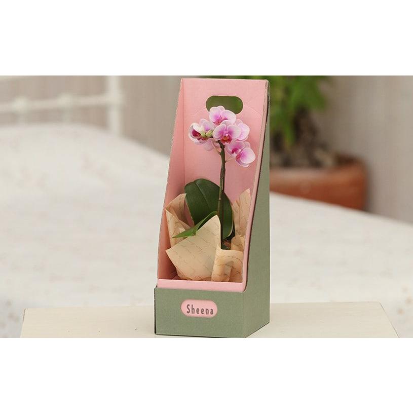 ストアー 花 ギフト蘭 胡蝶蘭 プレゼント マイクロ胡蝶蘭box入り 送料無料 最短翌日出荷 Aynaelda Com