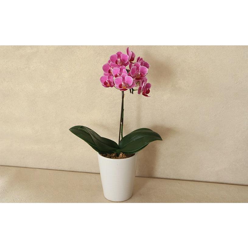 ストアー 花 ギフト蘭 胡蝶蘭 プレゼント マイクロ胡蝶蘭box入り 送料無料 最短翌日出荷 Aynaelda Com