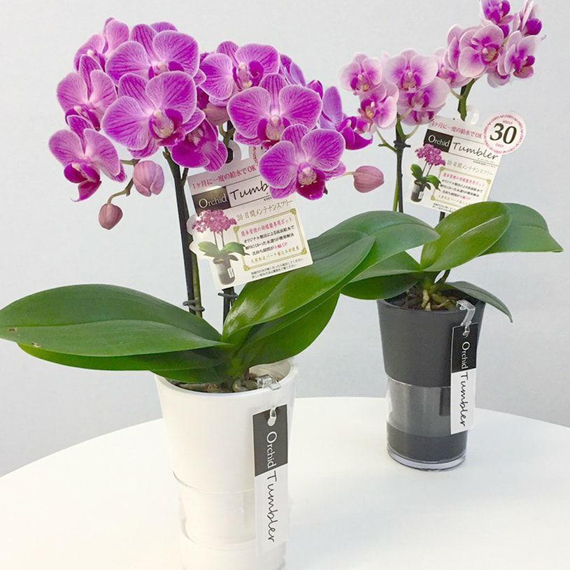 花 ギフト蘭 胡蝶蘭 プレゼント タンブラー給水胡蝶蘭 送料無料