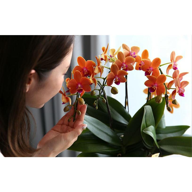 信頼 蘭 花 胡蝶蘭 プレゼント パプリカオレンジ胡蝶蘭 送料無料 高質で安価 Www Technet 21 Org