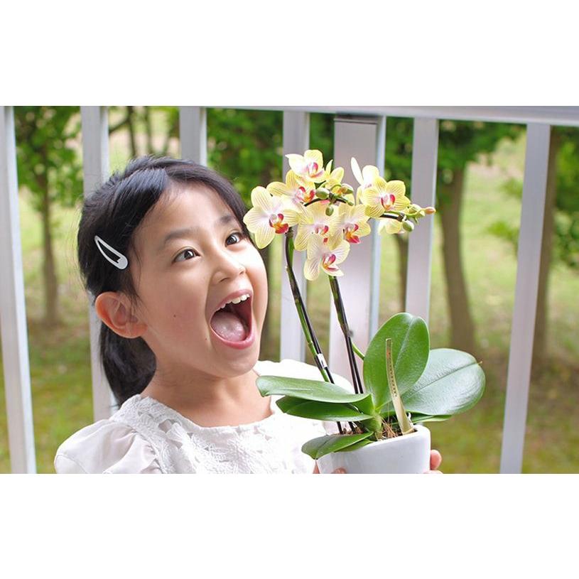 蘭 花 胡蝶蘭 プレゼント 胡蝶蘭栽培キット 送料無料 最短翌日出荷 Shi 015 パーフェクトスペース カーテン館 通販 Yahoo ショッピング