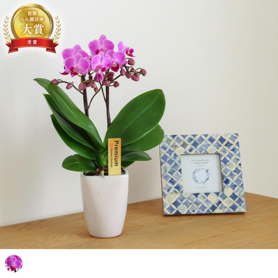 ポイント10倍6/30まで】 テーブル胡蝶蘭3号鉢2本立ち 送料無料