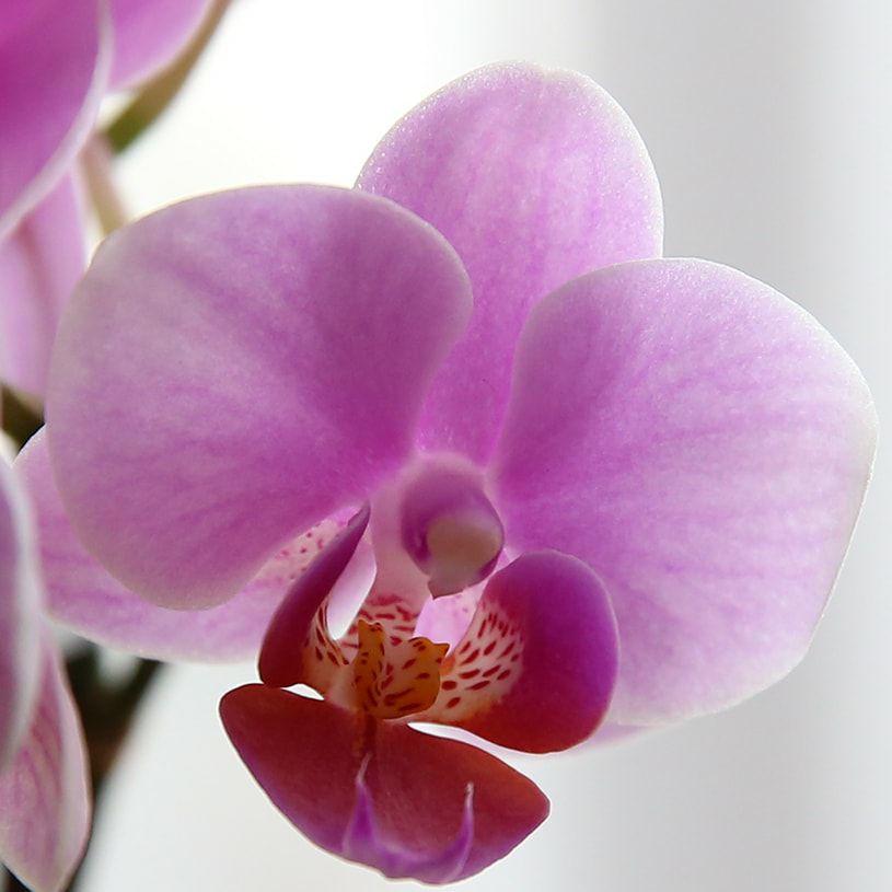 蘭 花 敬老の日 胡蝶蘭 プレゼント お祝い 窓辺セット 送料無料 最短翌日出荷 Shi A Set パーフェクトスペース カーテン館 通販 Yahoo ショッピング