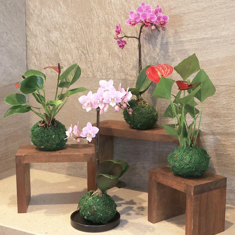 蘭 花 胡蝶蘭 苔 苔玉 アンスリウム 苔玉胡蝶蘭 プレゼント 苔玉セット 送料無料 最短翌日出荷 Shi B Set パーフェクトスペース カーテン館 通販 Yahoo ショッピング