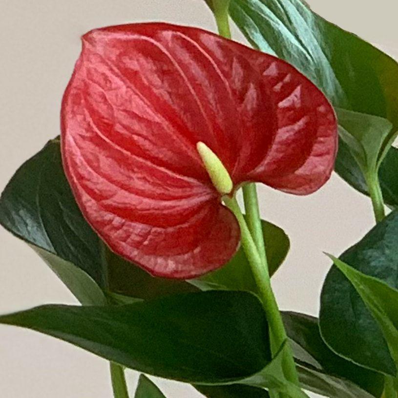 蘭 花 胡蝶蘭 苔 苔玉 アンスリウム 苔玉胡蝶蘭 プレゼント 苔玉セット 送料無料 最短翌日出荷 Shi B Set パーフェクトスペース カーテン館 通販 Yahoo ショッピング