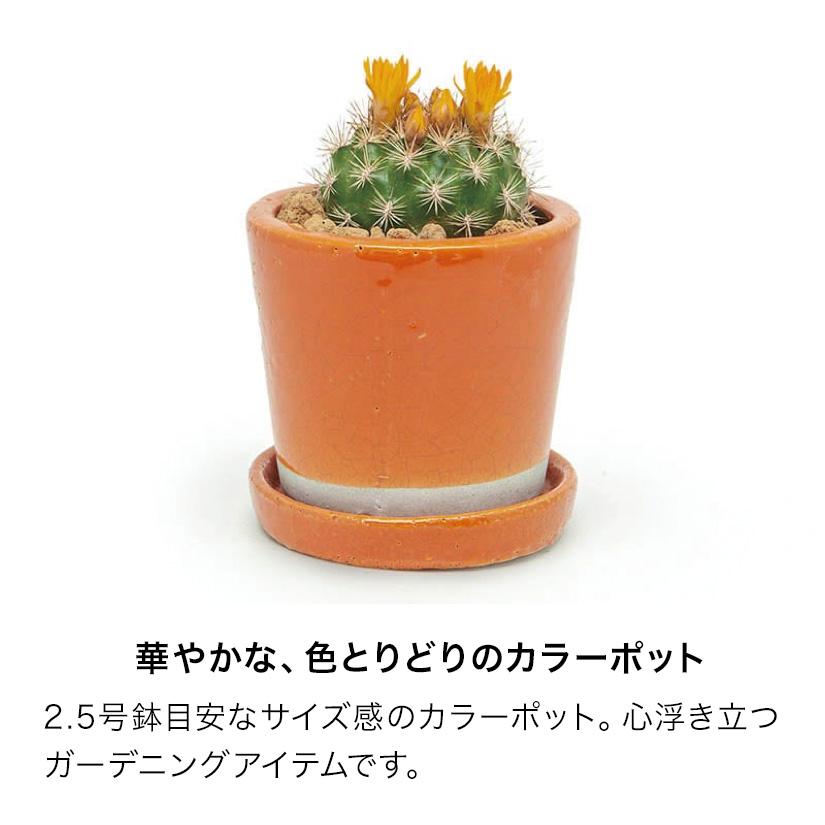 アイボリー、ターコイズ、ミッドナイトブルー品切れ※ ダルトン DULTON