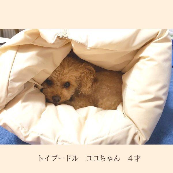 55 以上節約 日本製 ペット用 羽毛寝袋２wayタイプ 大型犬 Lタイプ 羽毛布団 カバー付き 洗える犬用ベット ベット ペット用ベット 猫用ベット ペット用品 新着商品 Kwsrbd Com