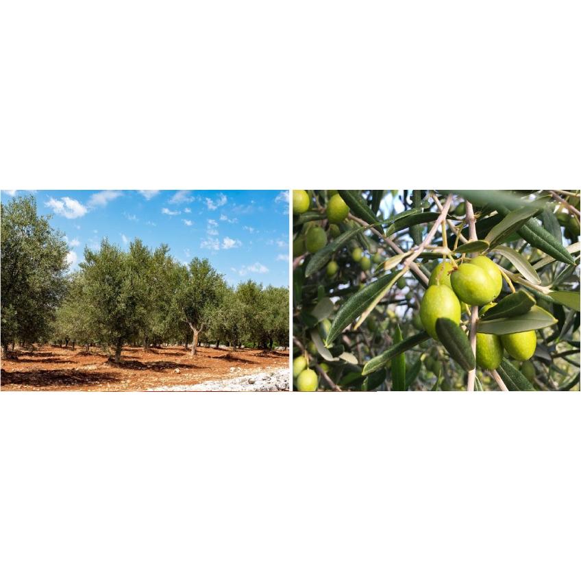 FRANTOIO MURAGLIA(フラントイオ・ムラーリア) CERAMIC JAR JEROBOAM レインボーボトル 3L MEDIUM FRUITY（ペランザーナ） オリーブオイル デザイン ギフト FRUITY ペランザーナ ギフト コラティーナ