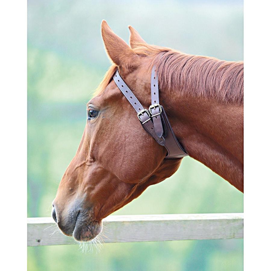 シャイアズ) Shires 馬用 レザー さく癖防止 カラー 乗馬 首輪