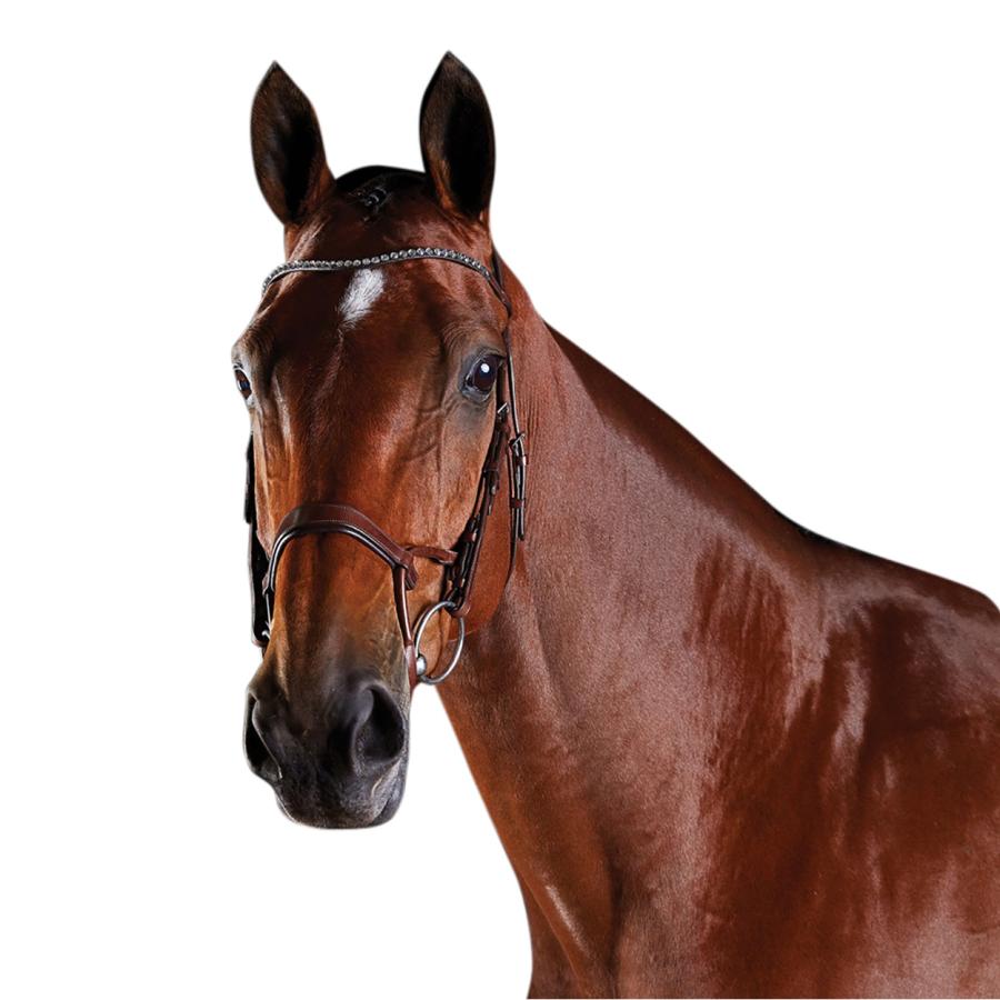 カレッジエイト) Collegiate 馬用 Comfitec クリスタル レザー 