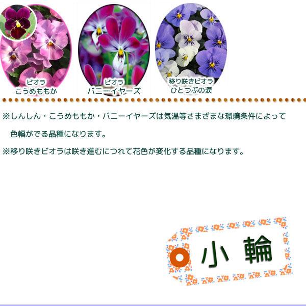 自由に選んで４０本 産地直送 こだわりパンジー ビオラ Hana 2 近所の苗屋さん 通販 Yahoo ショッピング