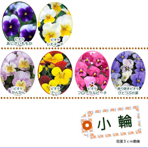 ◇自由に選んで40本◇産地直送◇こだわりパンジー＆ビオラ苗