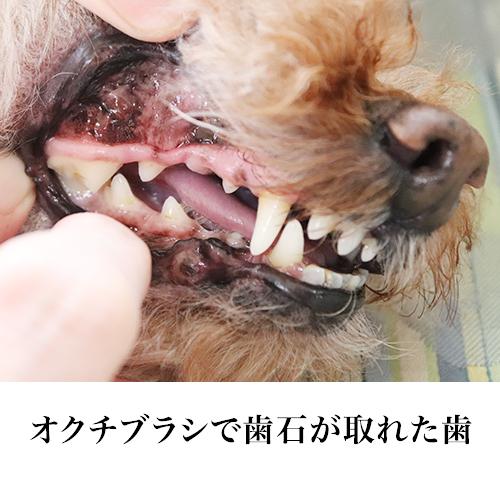 犬 猫 口臭 対策 マウスクリーナー237ml 飲み水に入れるだけ 歯石 歯石取り 歯垢 歯周病 歯磨き 歯ブラシ デンタル ケア 口 臭い ペット トイプードル Dental Mouth Cleaner Kps ぺったんpet 通販 Yahoo ショッピング