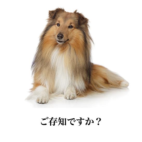 信頼のブランド ファーミネーター 長毛用 L 大型犬 (正規品) 毛玉