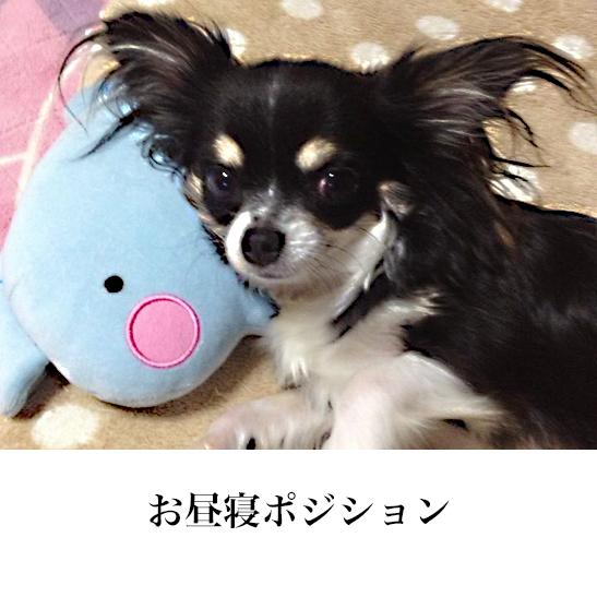 犬 猫 あごまくら リスさん 落ち着く茶色でほっこリス ぬいぐるみ 犬のおもちゃ 猫のおもちゃ 犬用品 猫用品 抱き 枕 睡眠 熟睡 Toy Agomakura Risu ぺったんpet 通販 Yahoo ショッピング
