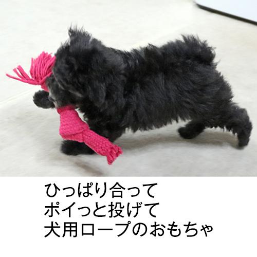 ★犬 おもちゃ 人気 噛む ぬいぐるみ ロープ 紐 楽天市場】【楽天1位】 犬のおもちゃ 噛みぐるみ ロープ 犬 ロバ