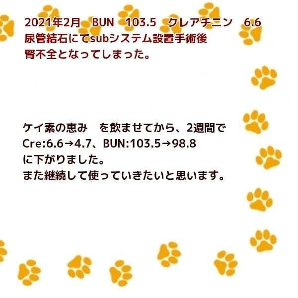 最先端 ケイ素の恵み 50ml 2本 と レッドクローバーフォーミュラ 1本 セット シリンジ5ml 1本サービス添付 高齢のワンニャンにおすすめのサプリメント 人気絶頂 Nicmosul Org
